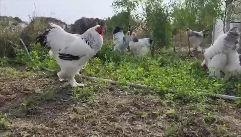 افراخ براهما دكتورة لايت
العمر سبوع 

سعر الزوج 13 الف

المكان موصل الجانب الايمن 

يتوفر توصيل 

***********

اقل كمية 5 ازواج
