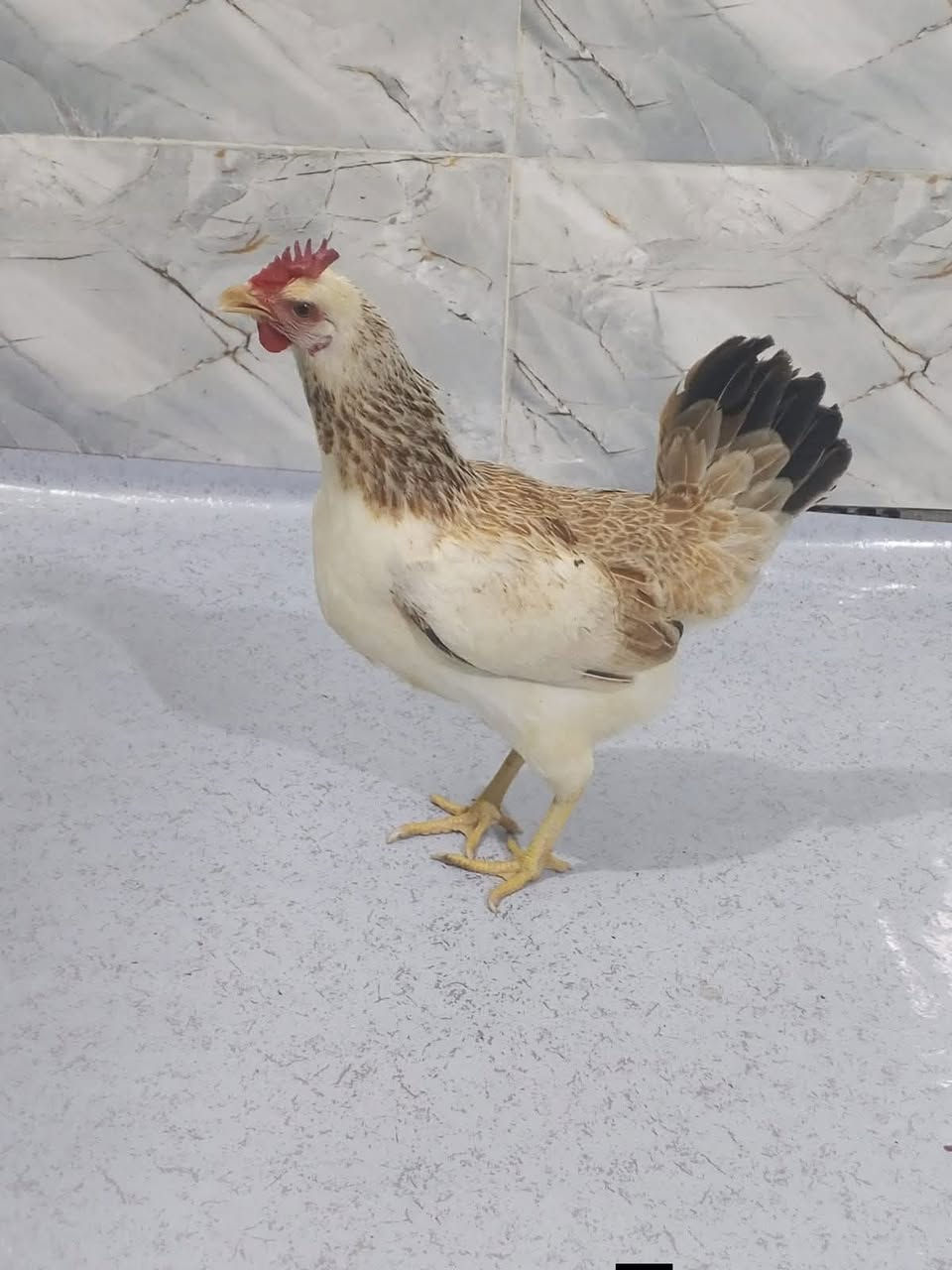 سلام عليكم 🤍
شباب عندي دجاج دندراوي للبيع 
العدد 4 دجاجات وديج ثلجي 
متوفر  هم افراخ دندراوي العمر شهر 
وعندي العمر 15 يوم 
مكاني الرمادي جزيرة 
الا ستفسار 
***********  يوجد واتساب 
يوجد خاص 🤎👑
