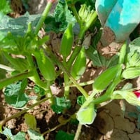 بذور باميه • فرنسيه • جيل أول