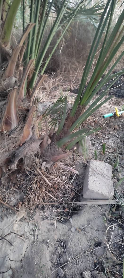 فسائل برحي حرات للبيع اول شلعه امهاتهن خشنات الواحد ب٢٥٠ بيهن مجال


**إذا كنت صاحب هذا الإعلان وتريد حذفه لأي سبب، رجاءا أرسل رسالة إلى الدعم الفني**