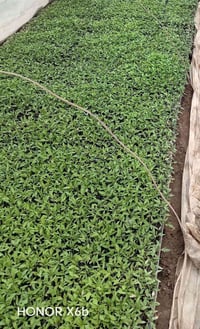 يوجد لدينا طماطه مايسترو للبيع 07826246817