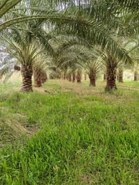 بستان • ٥دونم • الفضلية سوق الشيوخ