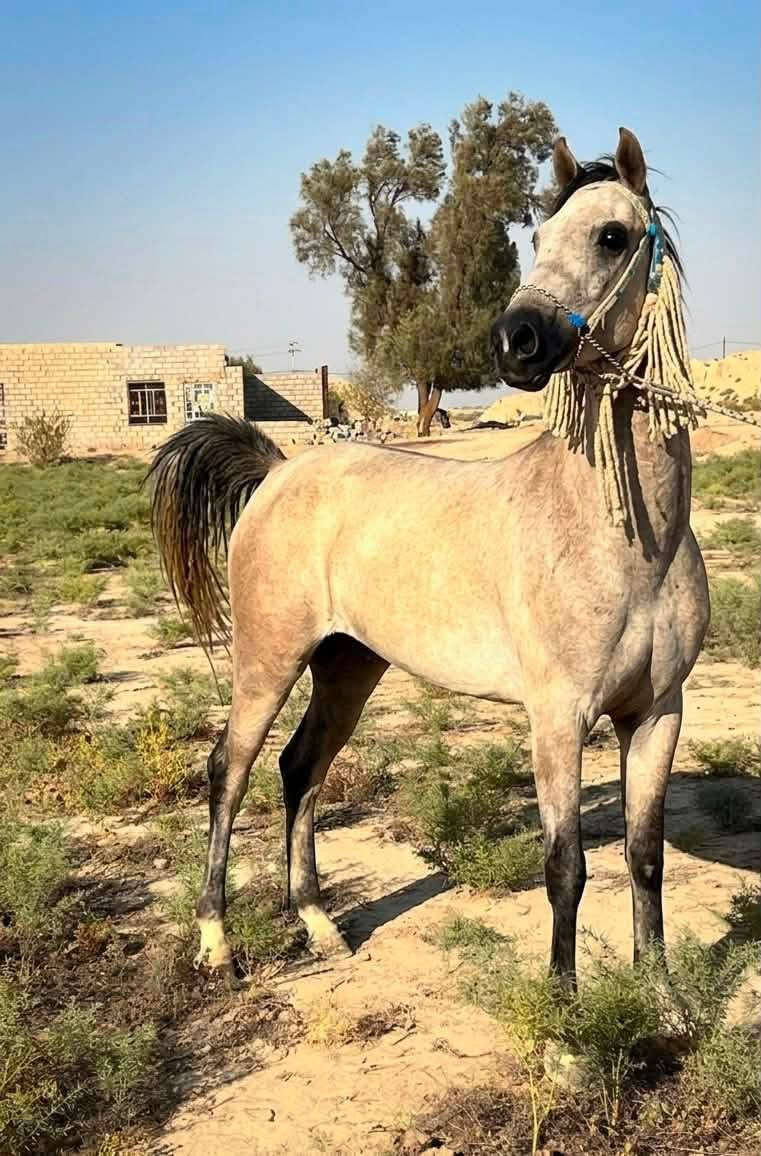حي الله الخياله مهره عربيه للبيع عمر 2سنه رتفاع 150 سالمه من كل عيب مهره مال جني انطيه ع الخياله مال ستعراض السعر 800وبيه مجال ***********
