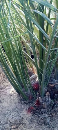 خوان يتوفر برحي حر تريد برحيه كامله تريد بس افراخ تريد بسندانه اي شي ت...