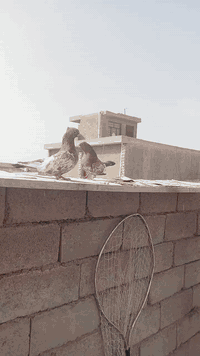 رمانيات • قجم • زوج وطيره