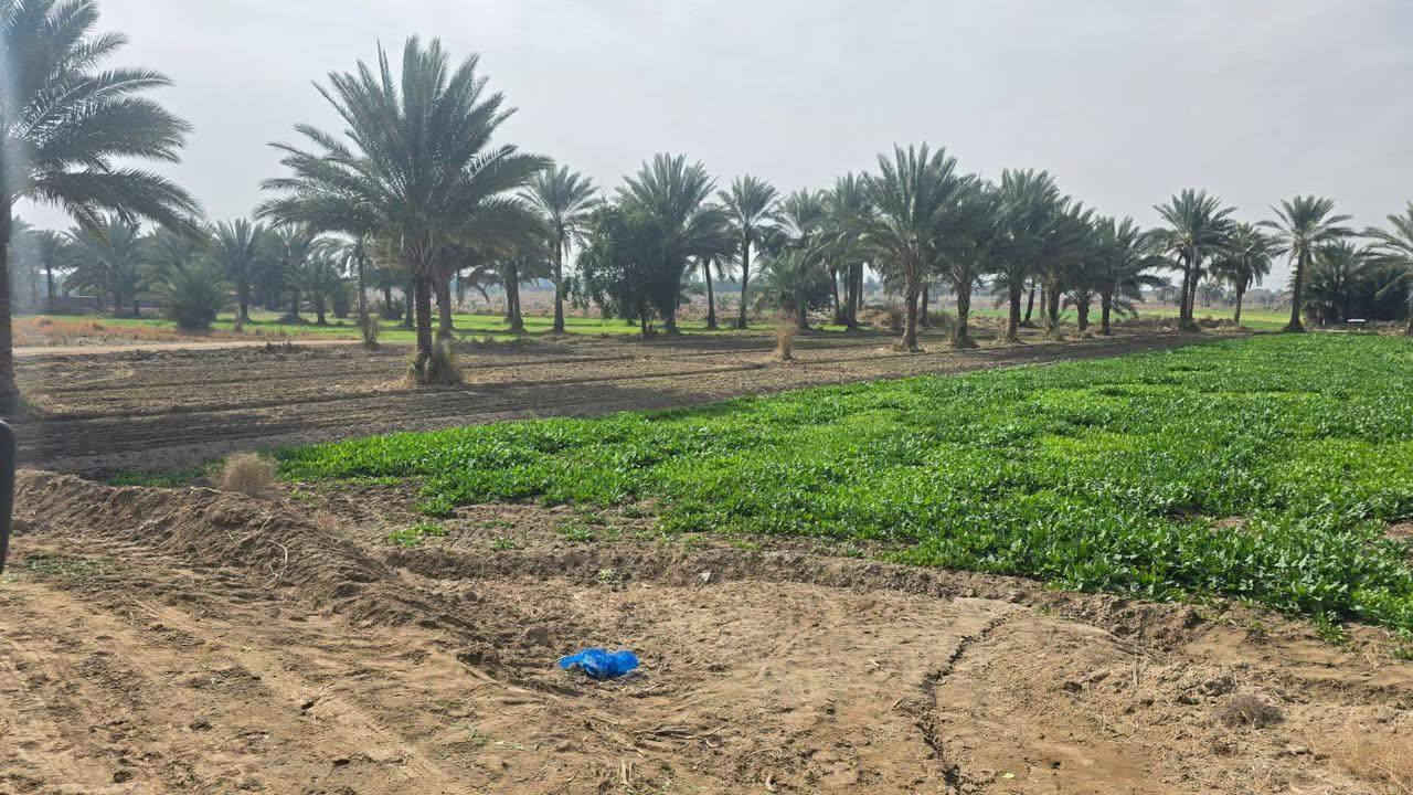 دونمين اله ربع للبيع  طابو زراعي سند 25 تحويل  مباشر
العنوان. خلف جامعه بابل. متوفر ماء  السقي وايضاً ماء 

اساله. و كهرباء. الخدمات كامله.     السعر مناسب. 

كل ماعليك تتصل. وتجينه انشوفك عروض اتخبل 

.        للاستفسار.  ***********
