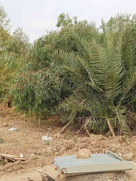 13دونم تحويل عقد بسمك مباشر ديالى خان بني سعد حي علي الهادي سعر دونم 14مليون مسيجةPRC بيهة ماطور هندي ابار عدد2مي حلو +مي ارواء رشن بيهنة نخل مسيجة قلم طوز***********
