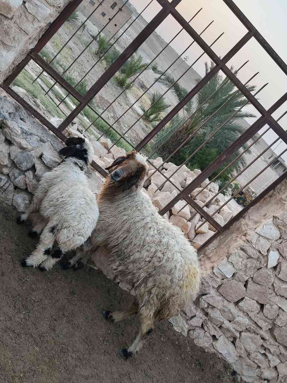 متاح نعجه مطفل وره فطيمه نعجه خشنه وشكه طويله شرط نصاح سن وشطر شتريد ترهم ربط جنيه سعر خاص مكان بروانه سنجك يوجد توصيل حسب لاتفاق ***********
