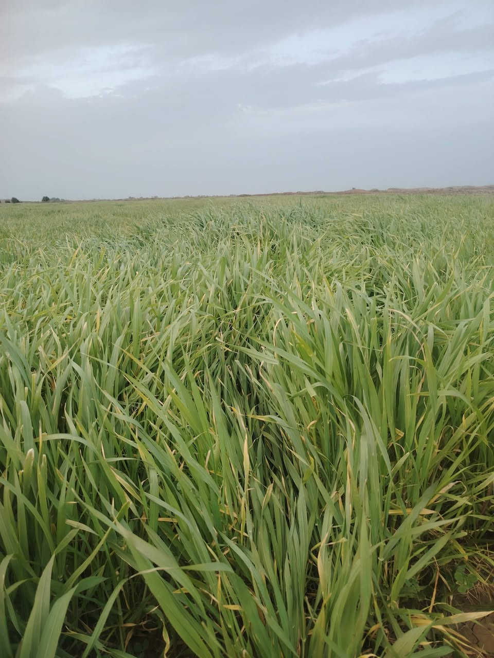 زرع للبيع مساحه ٤٥ دونم بلحمزه الشرقي ***********
