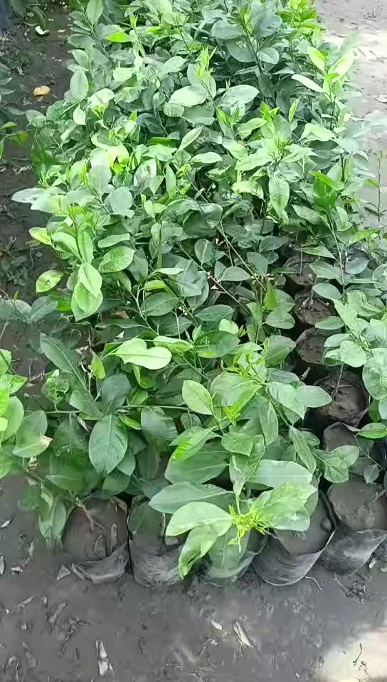 وصول وجبه جديده من الحمضيات إلى مشتل رسول الزراعي اسعار مناسبه 
رارنج ب500
لومي حامض عراقي ب750
الالنكي هندي ب750
العنوان بابل مشروع المسيب شارع ابو لجاسم نهايته قرب التفصيخ للسيارات القديمه مشتل رسول الزراعي 
***********
