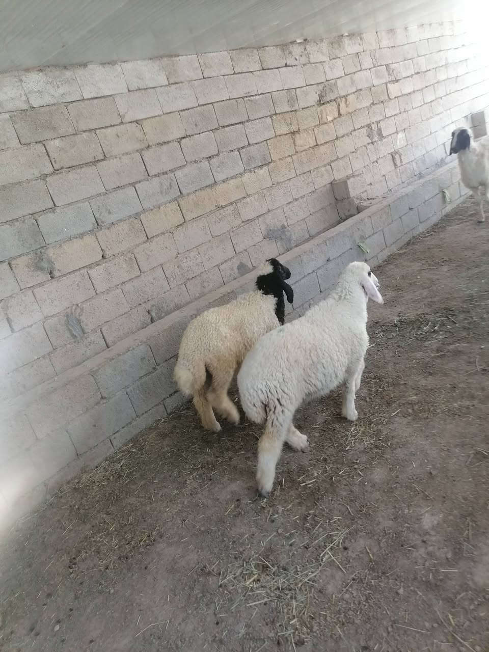 يا الله سلام عليكم اخوان طليان حلوات وشرط الصحا وكشاتير اول الي يريدهن يتواصل وياي وبل خدمه المكان واسط الشحيميه قريه ١٠
***********
