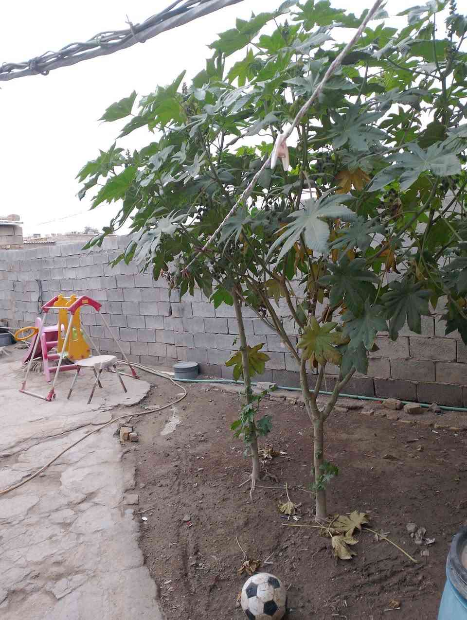 بيت  للبيع 5 غرف حديقتين ماء خطين  كامل للبيع ***********
