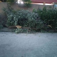 كل عام ونتم بخير اخوان جماعت المشويات عندي ها الشجره اذاتفيدكم اتصل077...