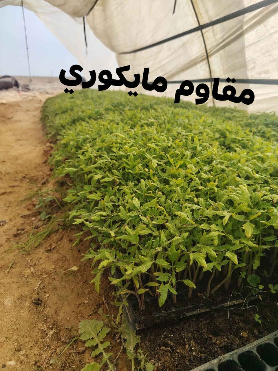 شتل للبيع مقاوم مايكوري وعادي ***********
