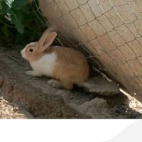 ارانب • ١٤ • خاص