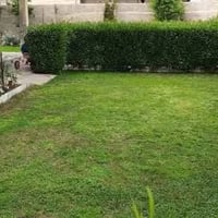 تنظيف حدائق • تقليم شجر • محتاج شغل