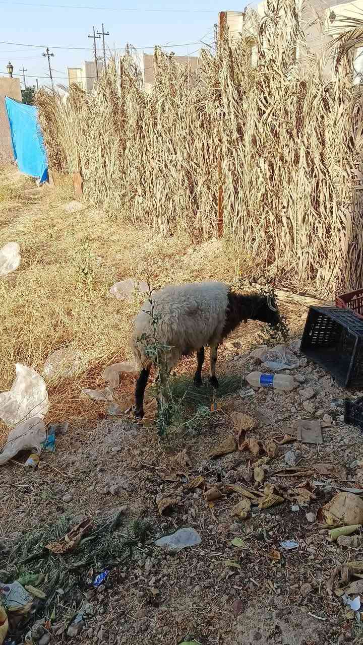 السلام عليكم نعجة وطلي فول نشاط
المكان تكريت الديوم *********** واتساب
