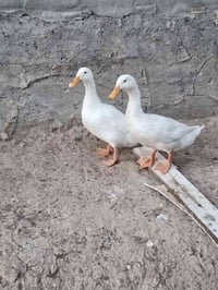 بشوش
