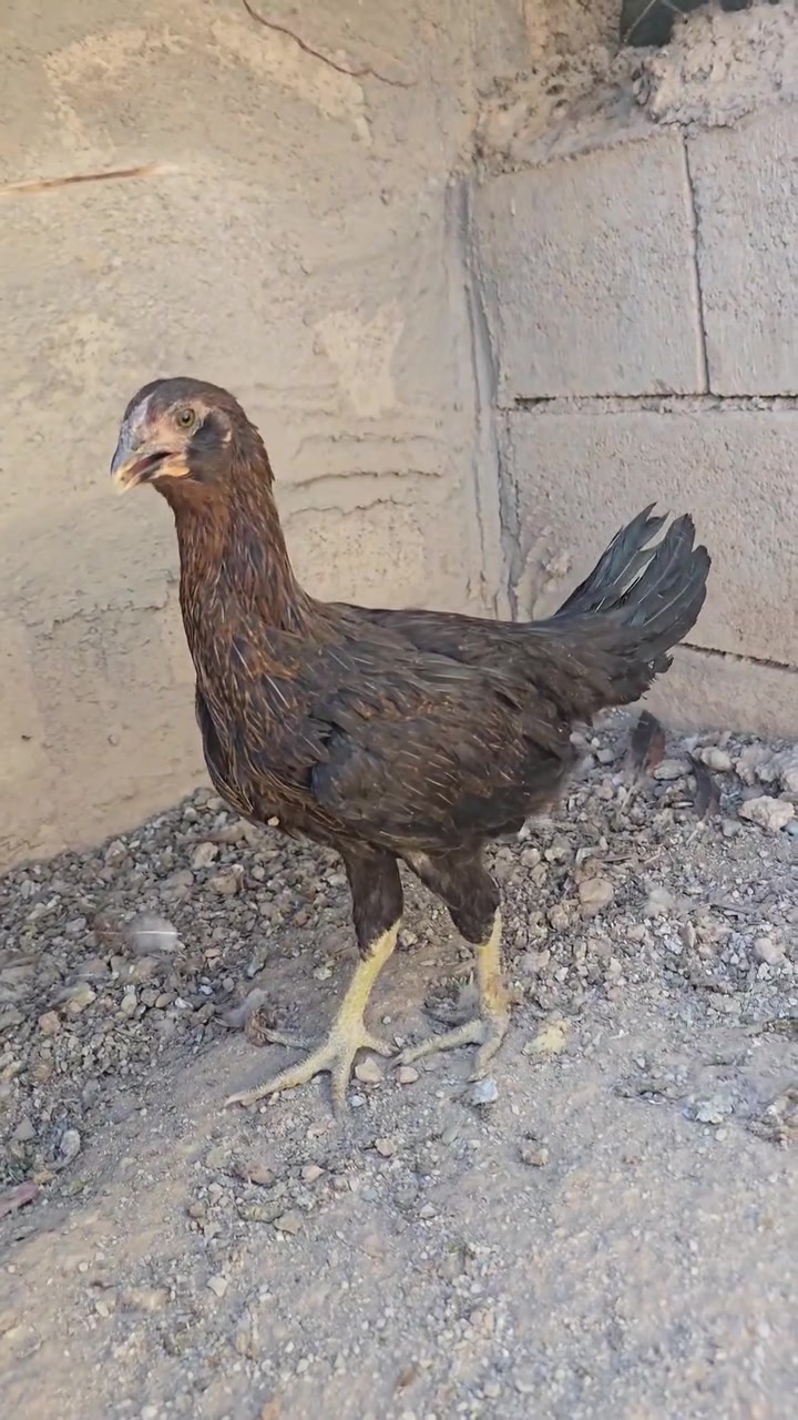 بەناوی خوای گەورە
چوار باڕ وباڕۆکەی کوردی هەزار پۆپنە بۆ فرۆشتن
باڕۆکەیەکیان گوپنە
تەمەنیان سێ مانگە
دایک وباوکیان مریشك وکەڵەشێری حەجم گەورەن
لوقاحیان بۆ کراوە
جوچکی ماڵی خۆمن
بەشەرتی پاکی وبێ نەخۆشی ئەیان فرۆشم
لە سلێمانیم
سعری هەر چواریان ٤٥ هەزارە
هەرکەس مشتەریە نامە بنێرێت.


**إذا كنت صاحب هذا الإعلان وتريد حذفه لأي سبب، رجاءا أرسل رسالة إلى الدعم الفني**