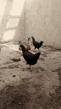 ديج ودجاج • أصليات • النجف الحسين