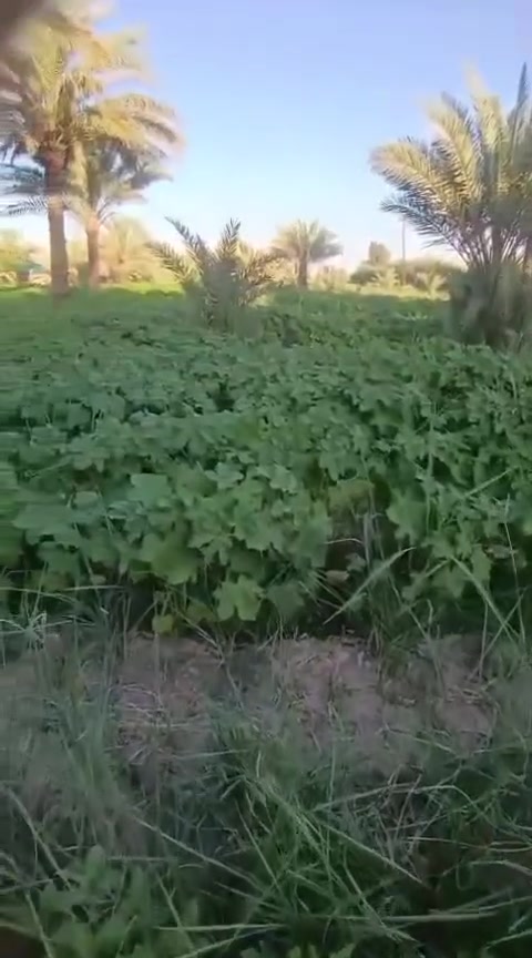 بسم الله 
بستان للبيع مساحة (دونم الا ربع) عقد ١١٧ باسم ابو البستان نفسه مجاور مدرسه تتوفر كافة الخدمات ماء تبليط كهرباء وطني + مولد تقع في منطقة ام غراغر عن شارع بغداد الرئيسي ٣ كم
للاستفسار اكثر ***********
