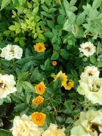 نەمامگەی باوان