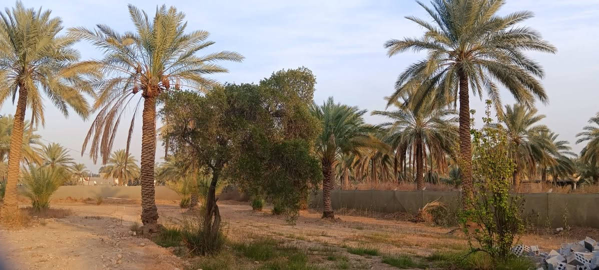 نصف دونم للبيع في كربلاء - موقع مميز (طابو 25)
الموقع: كربلاء،  قريب على الامام 
يصلح لبناء حسينيه أو دار لزوار الامام الحسين أو دار سكن قرب جامعة الوارث قريب جدا على شارع مشايه الامام الحسين  ، يبعد عن الإمام مسافه قريبه 
 وسط منطقة سكنية هادئة، مسافة قريبة جداً عن الشارع  العام.
 ، الأرض تحتوي على نخيل وأشجار
الخدمات: كاملة (ماء، كهرباء، مولد، مدارس، مراكز صحية، ومحلات).
 
📞 للتواصل والاستفسار:
***********
***********
