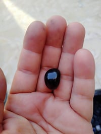 خرزة الحيه • نادرة • فوائد قوية