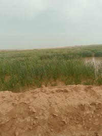 بدرهم • ٢٠٠ بيه • مرشه ٦٠