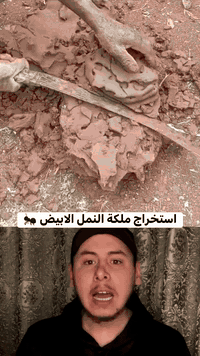 مكافحة الحشرات • القوارض بالسونار • ضمان ١٠ سنوات