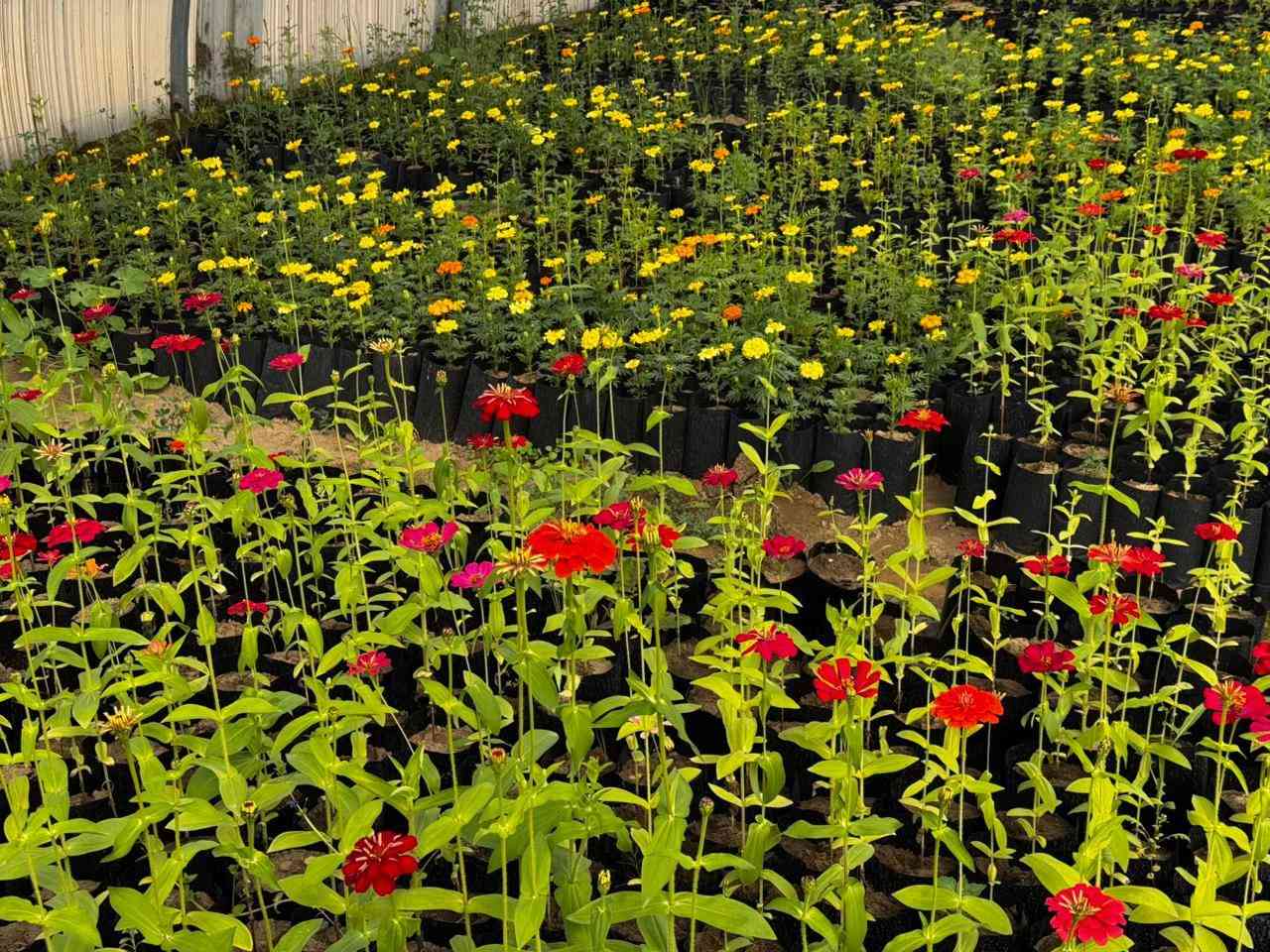 🌿🌳 فرصة مميزة لاقتناء الشتول 🌳🌿

يعلن مشتل مشروع تثبيت الكثبان الرملية – بيجي إلى المواطنين الكرام في محافظة صلاح الدين عن توفر مجموعة متنوعة من شتول الغابات وشتول الزينة 🌱🌸
وذلك بأسعار مدعومة ومناسبة للجميع دعماً للتشجير وزيادة المساحات الخضراء ونشر الجمال البيئي في مدننا وحدائقنا.

📍 العنوان:
محافظة صلاح الدين – قضاء بيجي – مجاور مطعم الزيتون.

🌿 ندعو جميع المواطنين والمهتمين بالتشجير والحدائق المنزلية إلى زيارة المشتل والاطلاع على الشتول المتوفرة والاستفادة من هذه الفرصة.

📩 للاستفسار يرجى مراسلة الصفحة.

أهلاً وسهلاً بكم في مشتل مشروع تثبيت الكثبان الرملية في بيجي 🌱


**إذا كنت صاحب هذا الإعلان وتريد حذفه لأي سبب، رجاءا أرسل رسالة إلى الدعم الفني**