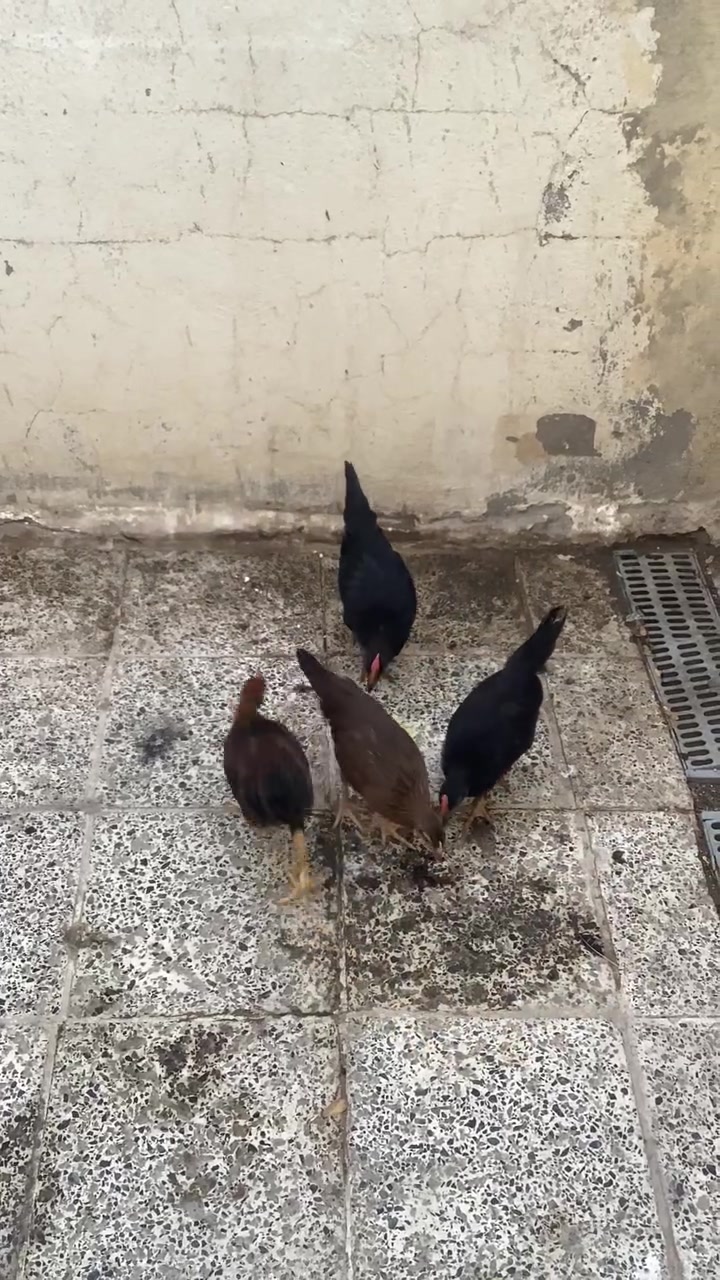 دجاجات للبيع عدد ٤ديج ودجاجه اسود كحل وديج ودجاجه شمسيات ملقحات صحاوه فول نجف حي الجمعيه السعر ٣٠ الف


**إذا كنت صاحب هذا الإعلان وتريد حذفه لأي سبب، رجاءا أرسل رسالة إلى الدعم الفني**
