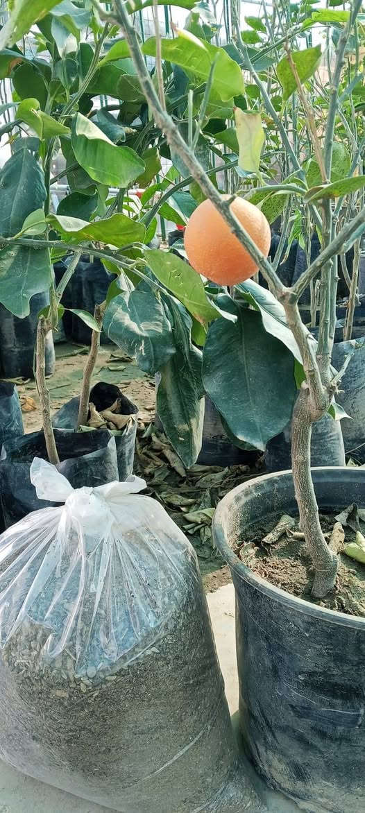 السماد العضوي
مفيد جدآ في هذا الوقت 
اولآ لتدفئة النباتات 🌹🌺
ثانيآ لأضافة العناصر الكبرى والصغرى المهمة لها لتساعدها على النمو بشكل اسرع 🍋
متوفر الأن بشكل اكياس كبيرة وصغيرة . يتوفر لدينا بتموس هولندي  سعر الكيلو١٥٠٠
🪴 مشتــــل نجم 🪴   
الصويرة ..الشارع العام ..مقابل هنداس 
🌺🍀⚘️🌺🍀⚘️
********************
مبيدات _ أسمدة _ بذور 
*******************
 تنظيف وتزيين الحدائق 🪵🍂  وعمل الديكورات 
🍀🌺🍀🌺🍀🌺🍀🌺
للحجز والاستفسار مراسلة الصفحة او الاتصال على
ارقام الهواتف☎️
اسيا : واتساب ***********  📲✅️
زين : ***********
🌺⚘️🍀🌺⚘️🍀🌺⚘️🍀
اوقات العمل  صباحاً ومساءآ طيلة أيام الاسبوع  ✧════•❁❀❁•═
زورونا ….. تجدون كل ما يسركم✧════•❁❀❁•════✧ نحو حدائق صيراوية خضراء ✅️
