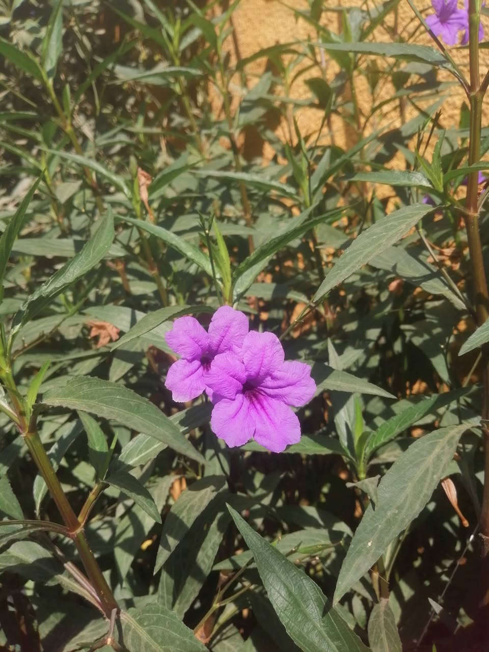 بتونيا الصحراء
هذه النبتة من اسمها تعرف انها صحراوية تتحمل الاجواء القاصية وهي نبتة دائمية تتحمل برد و حر العراق
تنتج ازهاراً ذات شكل جميل و لون بنفسجي تتفتح في الصباح حتى العصر تقريبا
هذه النبتة لكي تنتج ازهار يجب ان تتوسع جذورها فيجب وضعها في ارض او اصيص كبير (سندانة كبيرة) او متوسط

للذي اعجبته النبتة و يريد منها شتلة الأن هي للبيع
السندانة الواحدة بألف


**إذا كنت صاحب هذا الإعلان وتريد حذفه لأي سبب، رجاءا أرسل رسالة إلى الدعم الفني**