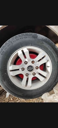 تخم ويل كب الحجم 15 للبيع او للمراوس 07861855676