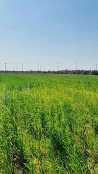 تتوفر ١٠دوانم حنطه جتيل للبيع التواصل واتساب فقط ‏‪07734735101‬‏