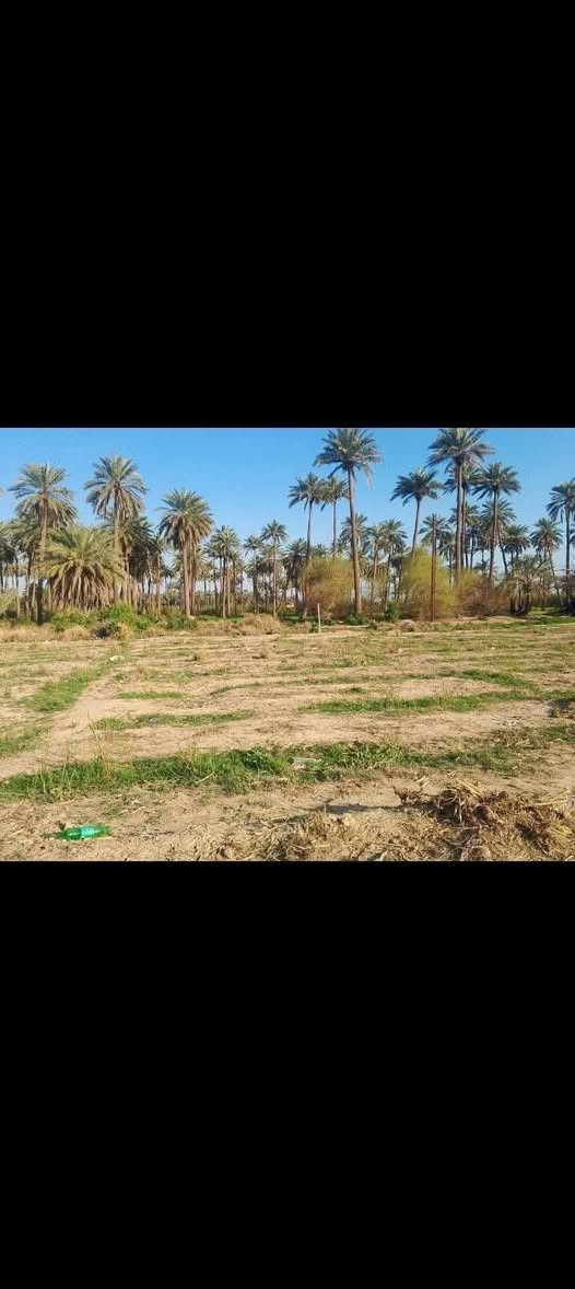 سلام عليكم
((البيع قصد أو نقد))
قطعه ارض زراعية 
بغداد المدائن 
منطقة الجعارة سند 25 
سعره مناسب
[{{. *********** }}]
