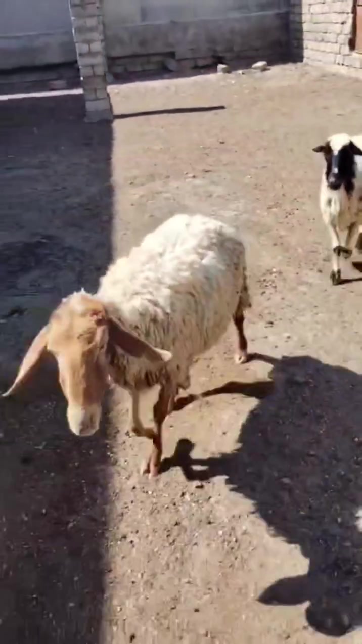 يوجد نعاج للبيع ملات جنيه وراجين سنهن درجه اوله نعاج عشر  
المكان بيجي حي العصري 
                   الشراي يخابرني علارقام 
*********** زين   *********** اسيا
