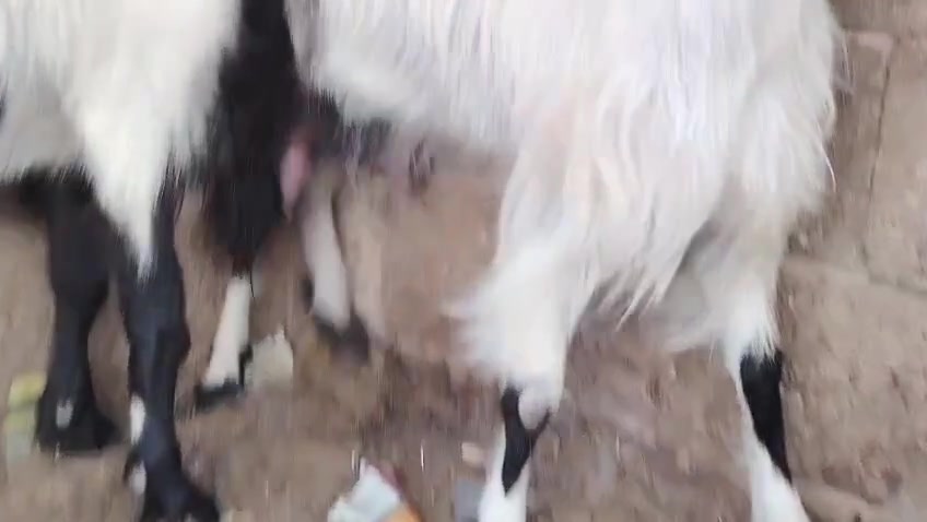 بسم الله تبارك الرحمن 
اخوان متاح توم صخلات لجب حلابات شرط لحليب وماخذات فحل مبدلات كل وحده سنين مال بيت خشنات وعدلات من حلالي جم حيل حلوات شرط نصاح سن وشطر وعلاكل عيب سعر اتصل ع رقم مكان حديثه *********** وبي واتساب
