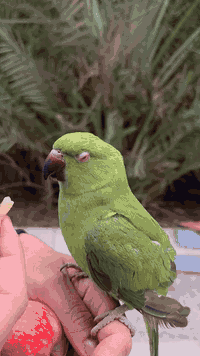 ببغاء دره أليف • بغداد