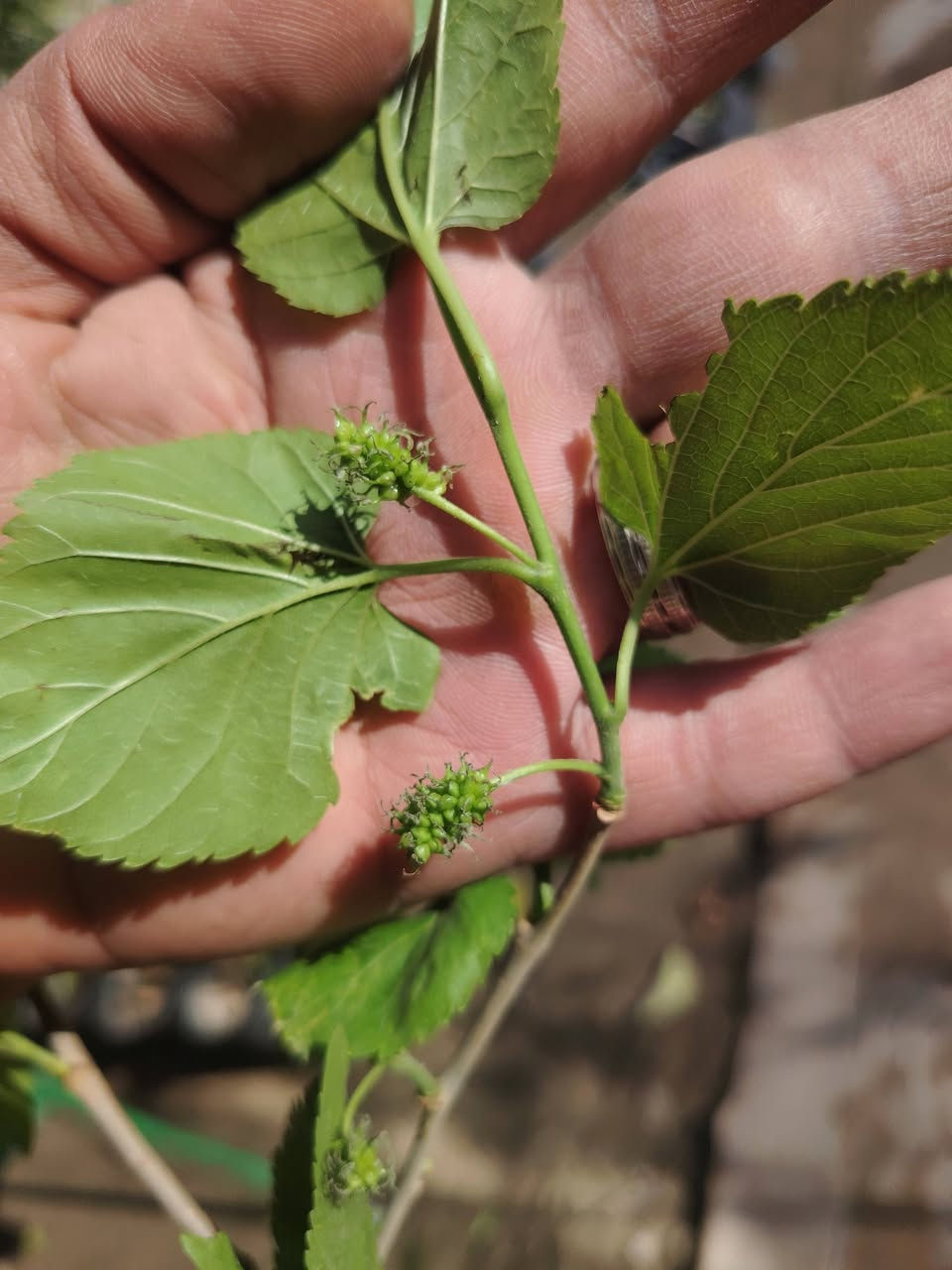 🍋🍊 صدمة الأسعار اليوم من مشتلنا 🍊🍋
تِكّي عراقي
🌳 ارتفاع متر أو أكثر
🍋 مثمر حالياً وتشوف الثمر بعينك
شجرة بهالحجم وبهالوضع تنباع أضعاف
بس ويانا كلشي #ببلاش 
💥 السعر فقط ٢٠٠٠ دينار 💥
اي نعم… ألفين دينار لا غير!
فرصة حقيقية للي يريد يزرع ويستفاد بسرعة 🌿
الكمية محدودة والبيع مستمر
📍 الكوت – الفلاحية، قرب جسر الأنوار، مجاور إسالة ماء الفلاحية
📞 ***********
