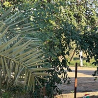١٣ دونم • بستان • البصرة كتيبان