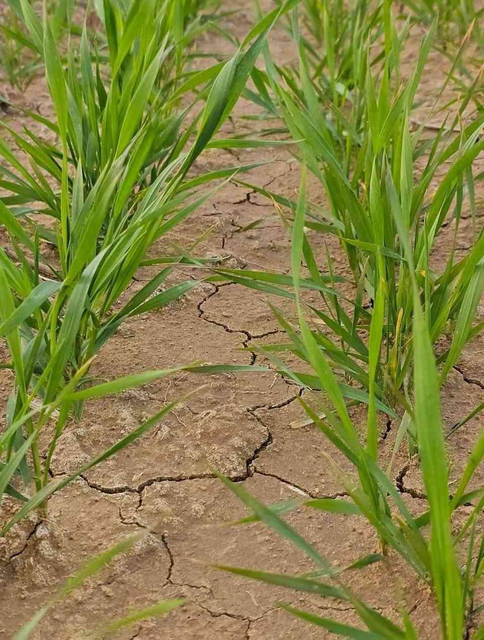 السلام عليكم اخوان الفلاحين والمزارعين يتوفر في مكتب الرافدين للزراعة الحديثة 
مفسد البذور قبل وبعد الانبات #بروكسي و #رولكس  
📞 للحجز والاستفسار أو الاستشارة
 المجانية: (*********** & ***********)
العنوان كركوك طوبزاوه قرب فلكه تكريت على الشارع العام  قرب مول الأخوين ..
