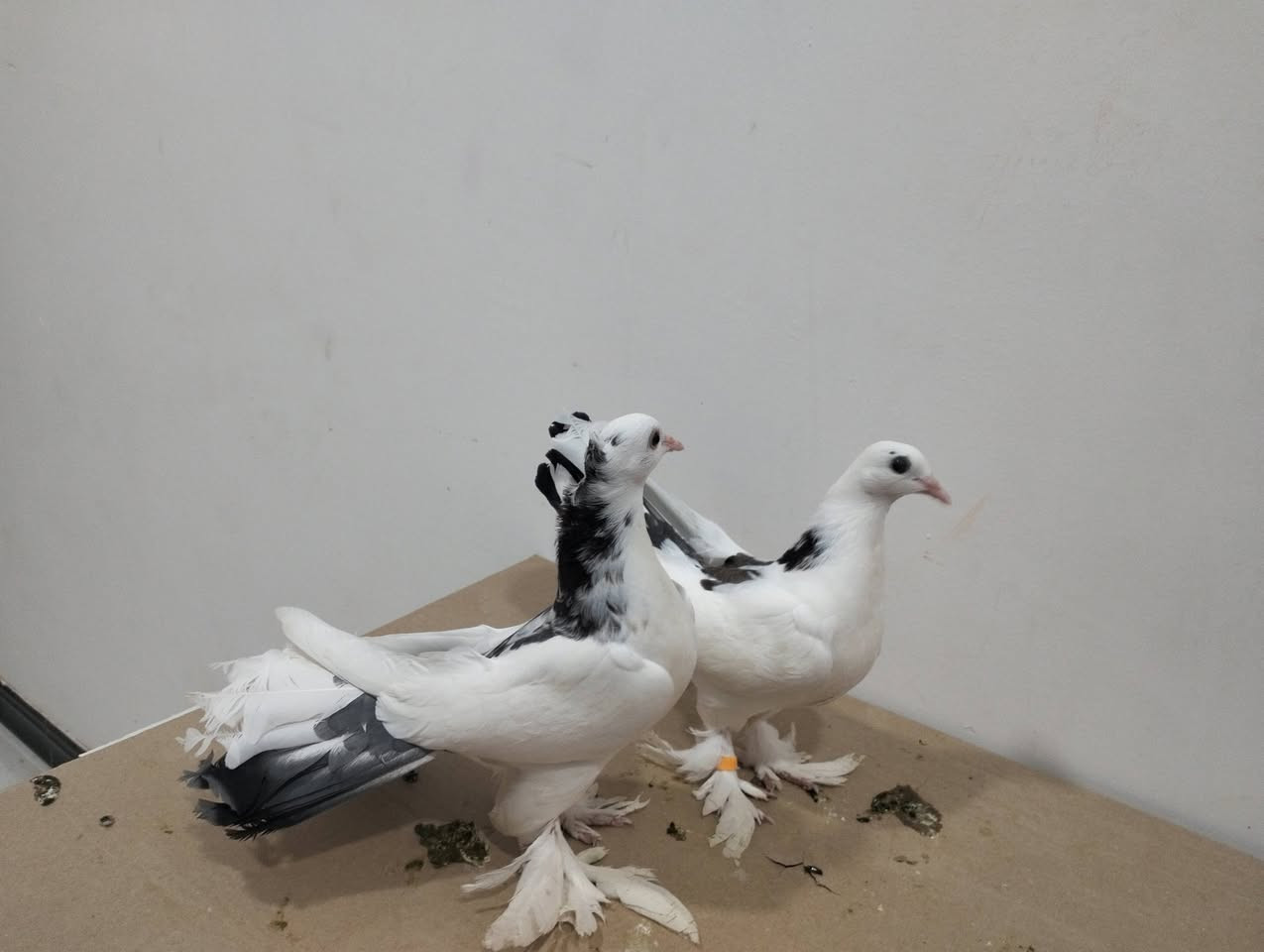 للبيع طيور هنداويات كلهن طيره وفحل العدد سبع زواج سعرهن مناسب كلمن وسعره


**إذا كنت صاحب هذا الإعلان وتريد حذفه لأي سبب، رجاءا أرسل رسالة إلى الدعم الفني**