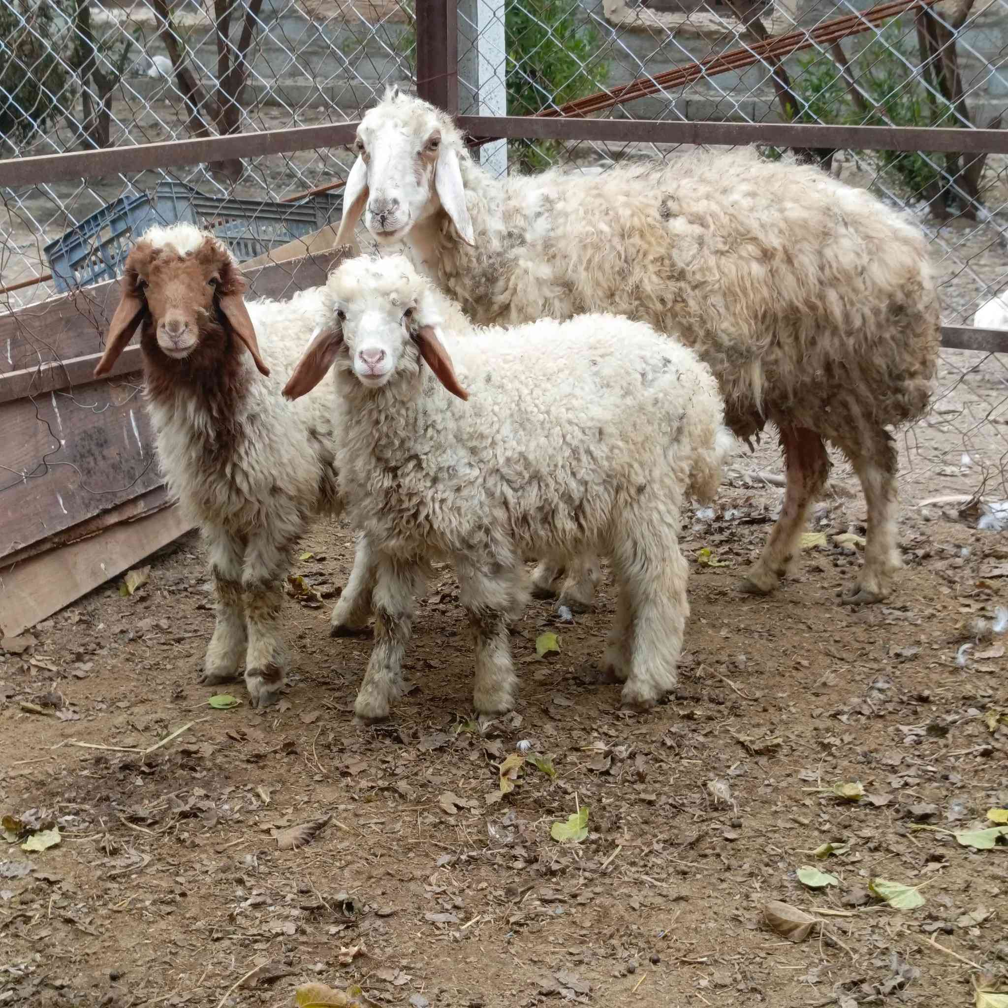 نعجه جواها توم فحل ونثيه مشروطه على كل عيب 
سعرا 775 مكاني بغداد التاجي  ماعندي توصيل رقم
***********
***********واتساب 
***********
