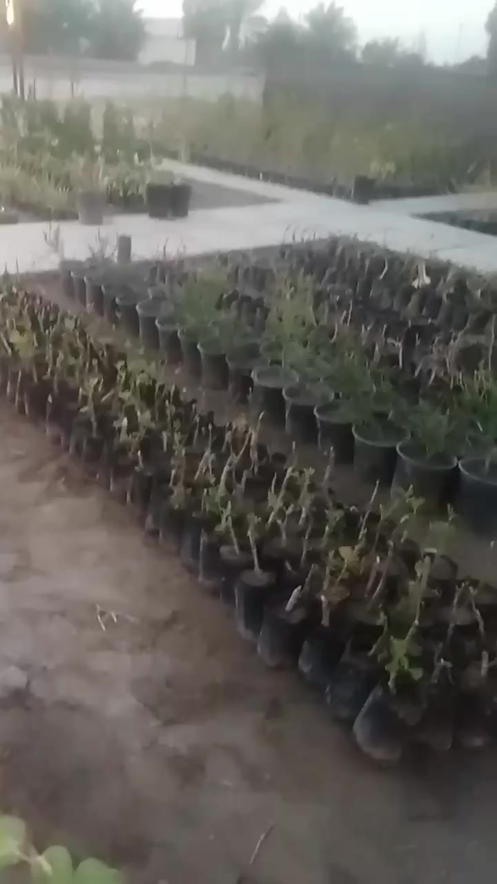 الفرع الاول الديوانية طريق سومر عفك قرب قرية الفاضله 
الفرع الثاني طريق ديوانيه دعاره مجاور مدينة الروان السكنيه ***********
