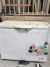 مجمدة • حجم كبير • كربلاء حي العباس