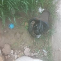 عرموطه • شغاله • ضلوعية