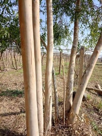 نادوس بستان ال بيع (07811186587)