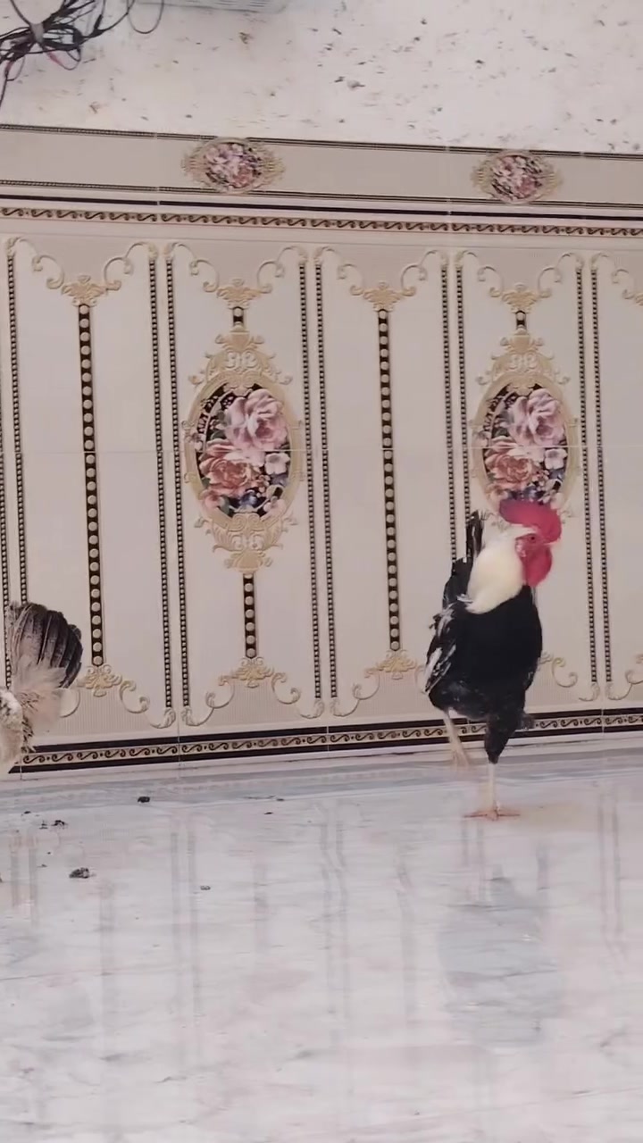 السلام عليكم متاح من هذا الحلال بيض مده الخزن يوم واحد السعر خاص او تصال ***********
